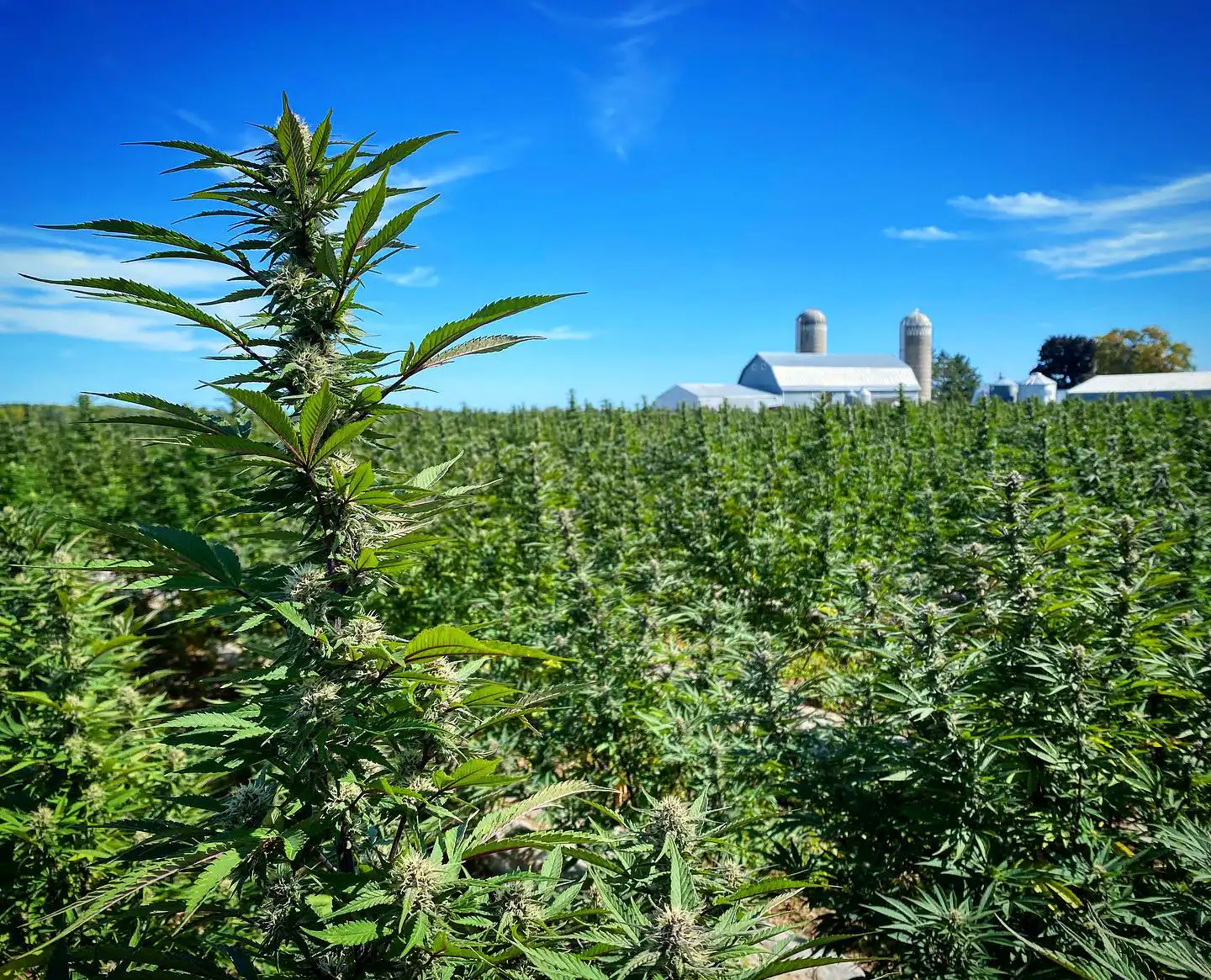 2024 Farm Bill Impact on Hemp, CBD, and Delta-8: What You Need to Know