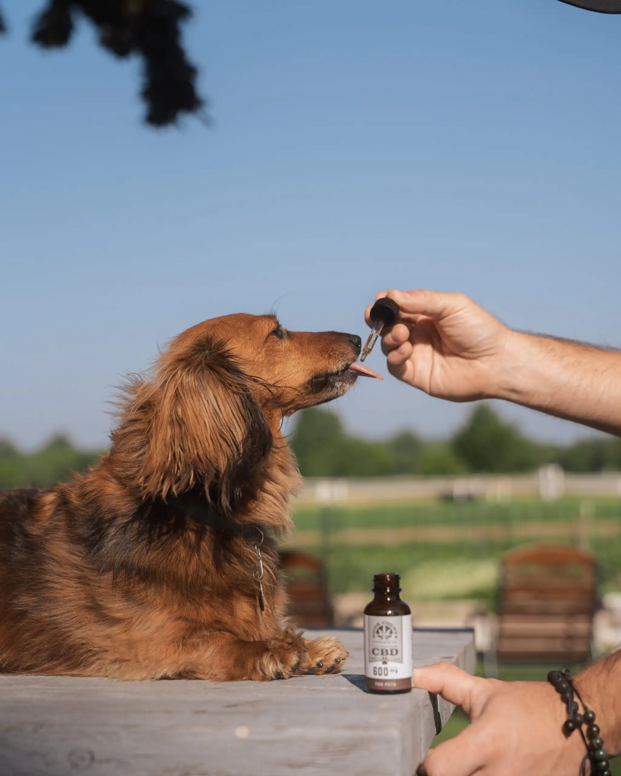 Pet CBD Tincture from Door County Cannabis Co.
