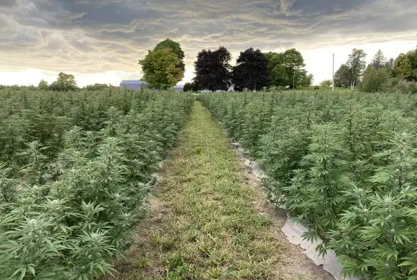 Wisconsin hemp field at Door County Cannabis Co.