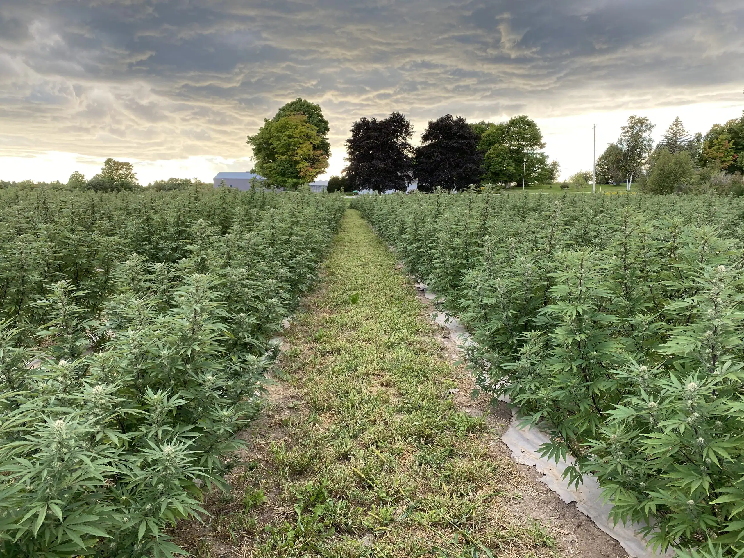 Wisconsin hemp field at Door County Cannabis Co.
