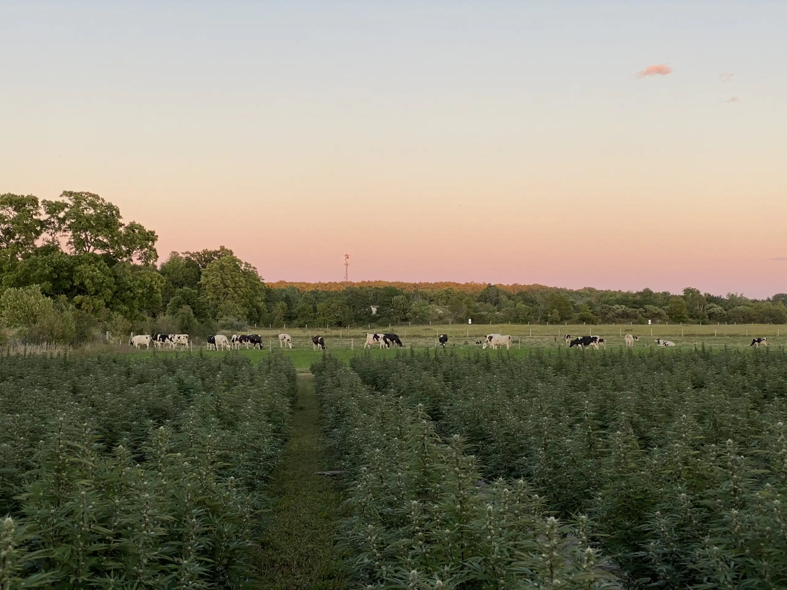 Hemp growing at Gray-Aire Farms in Door County, Wisconsin